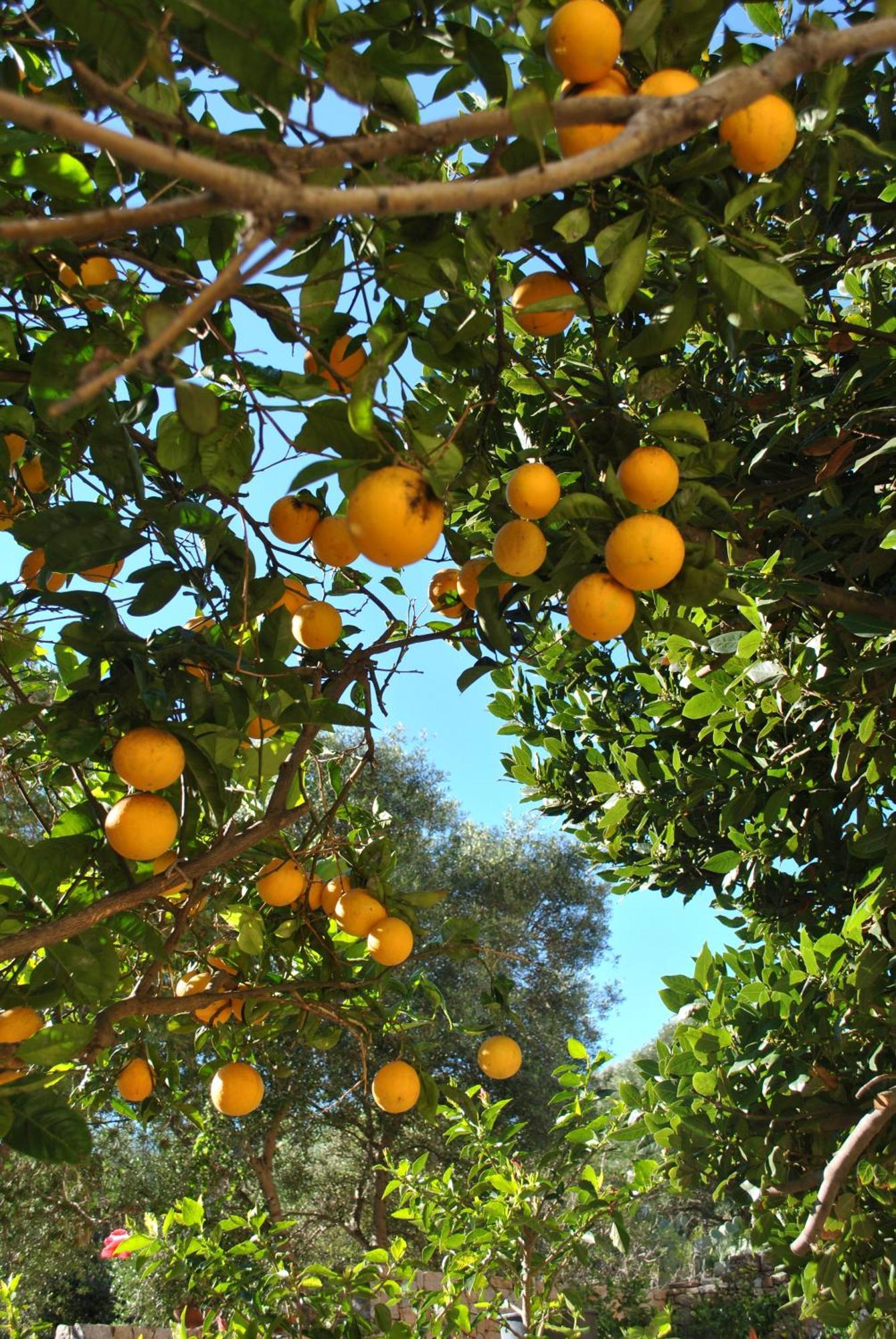Il Giardino Di Tatiana Rooms & Breakfast La Maddalena Szoba fotó